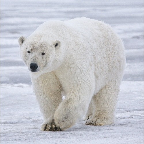 Фигурка - Белый медведь  